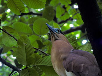 Close-up of bird perching on tree