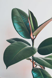 Close-up of leaves against white background