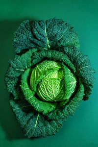 Close-up of cabbage