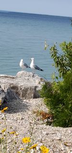 View of seagulls on sea shore