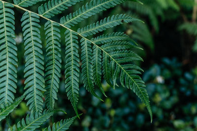 Lush green fern leaves in forest