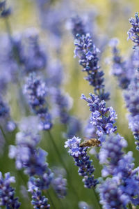 Close-up of purple flowering plant