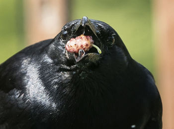 Close-up of a bird