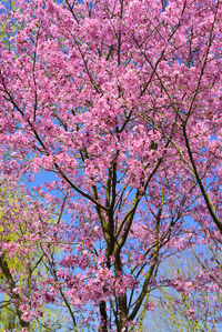 Full frame shot of pink flower tree