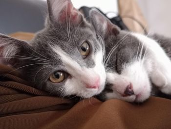 Close-up portrait of cat lying down