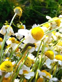 Close-up of white flower