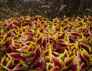 Full frame shot of flowering plants