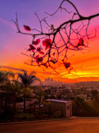 Trees and buildings against sky during sunset