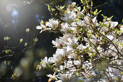 Blooming magnolia in spring