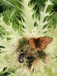 Close-up of butterfly pollinating flower