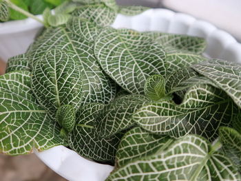 Close-up of green leaves