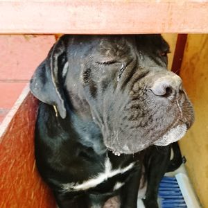 Close-up of a dog looking away