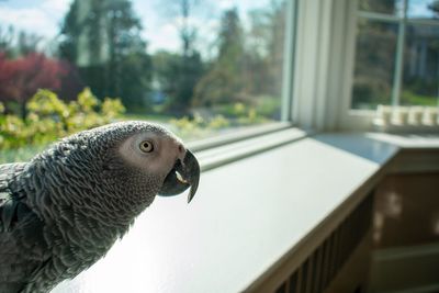 An african grey parrot standing on a windowsill next to a large window on a bright day