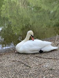 White swan on man by lake