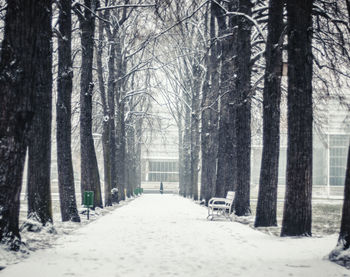 Snow covered road amidst bare trees