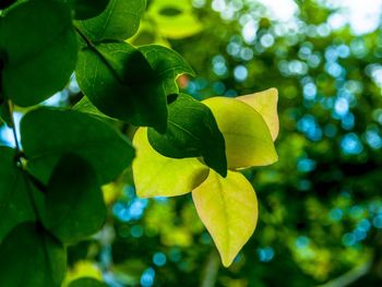 Close-up of leaves