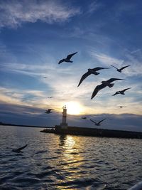 Seagulls flying over sea against sky