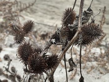 Close-up of wilted plant on field