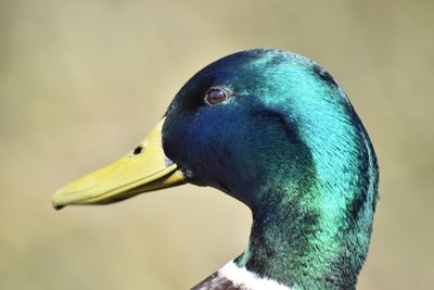 Close-up of a bird