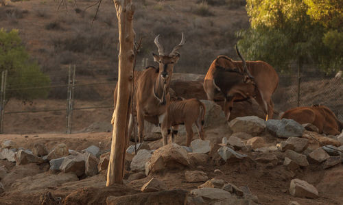 Antelopes on field at zoo