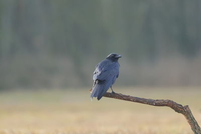 Close-up of bird perching on a land