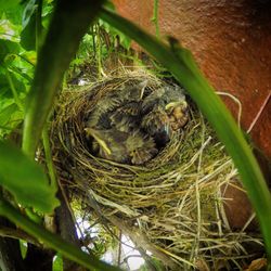 Close-up of bird nest on tree