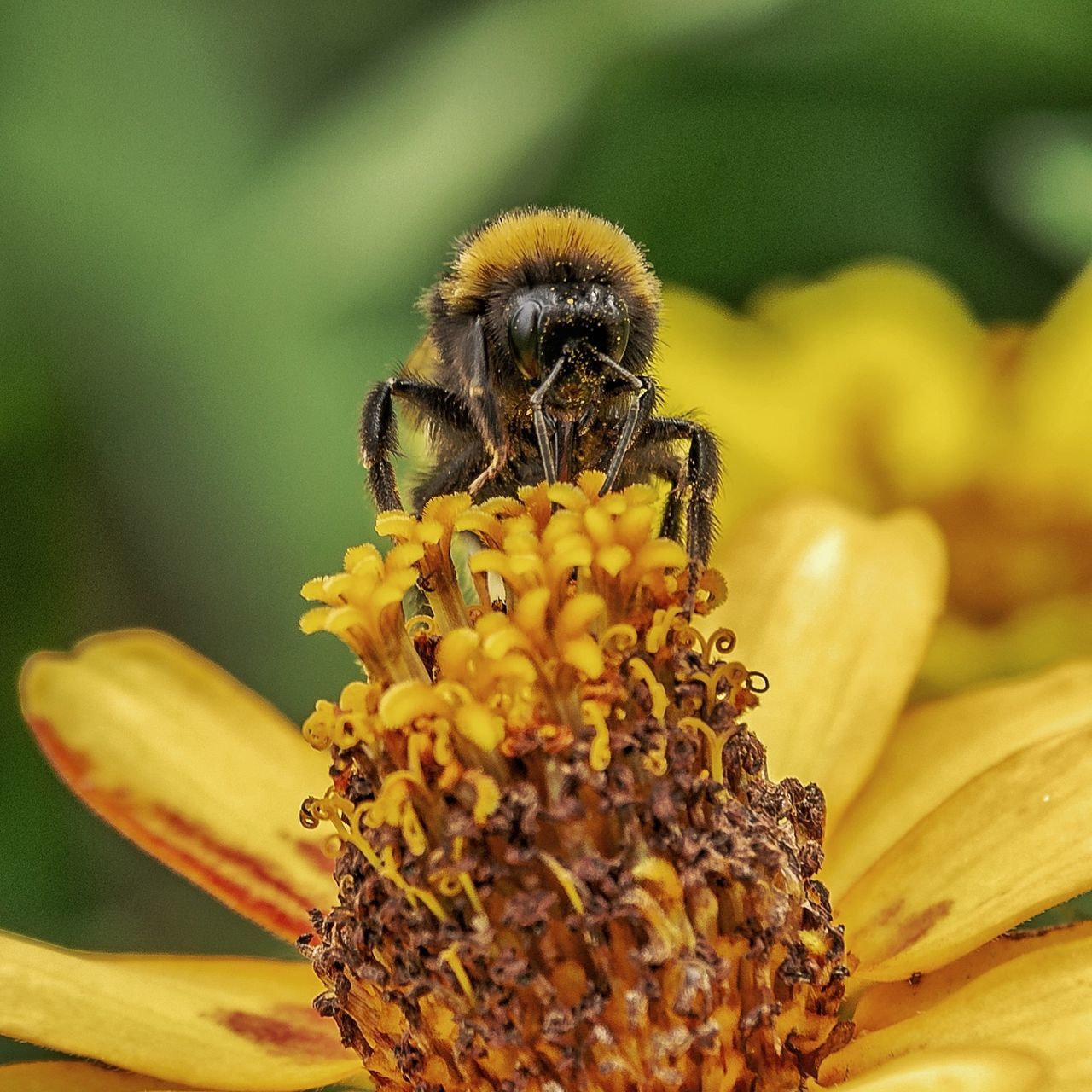 flower, flowering plant, invertebrate, fragility, vulnerability, animal themes, bee, animals in the wild, insect, animal wildlife, one animal, animal, flower head, freshness, petal, beauty in nature, close-up, yellow, pollination, inflorescence, no people, honey bee, pollen, bumblebee