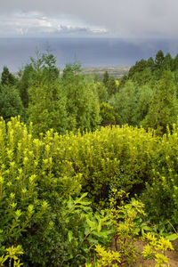 High angle view of trees growing on field against sky