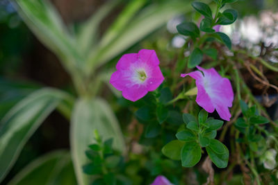 Close-up of pink flowering plant