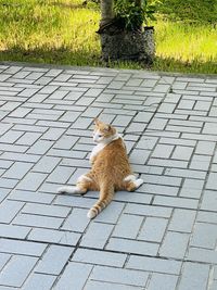 animal