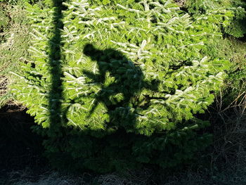 Shadow of man on grass