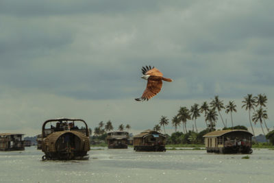 View of birds flying over the sky