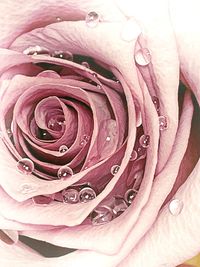 Close-up of raindrops on pink rose