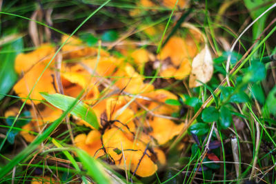 Close-up of yellow flowers on field