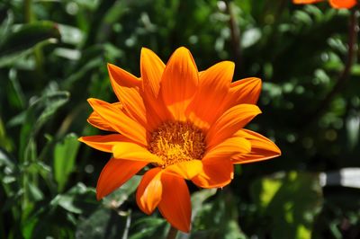 Close-up of flower blooming outdoors