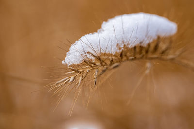 Close-up of dried plant