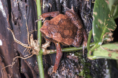 Close-up of frog on plant
