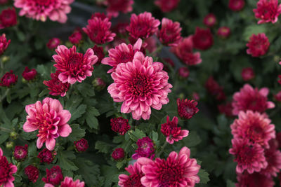 Close-up of pink flowering plants