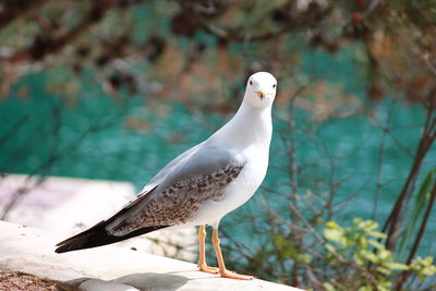 Close-up of bird perching outdoors