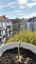 Close-up of plant against blurred background