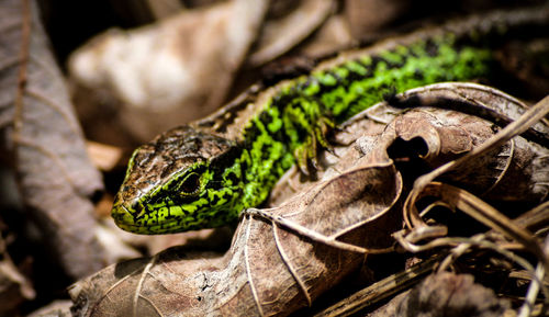 Close-up of lizard