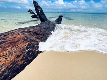 Driftwood on beach