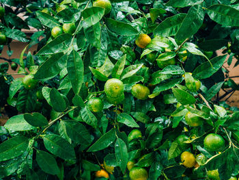 Close-up of berries growing on tree