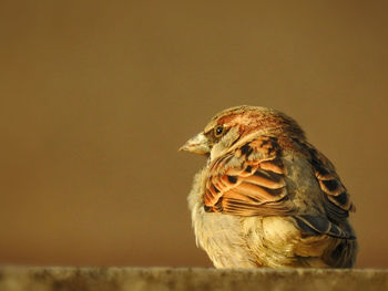 Close-up of a bird