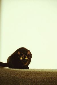 Close-up of cat against wall