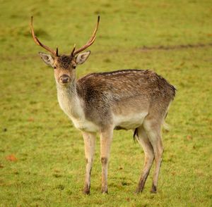 Portrait of deer standing on field