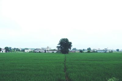 Scenic view of grassy field against sky