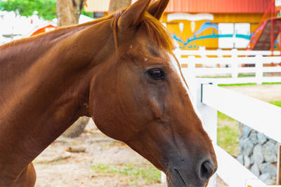 Close-up of horse in ranch