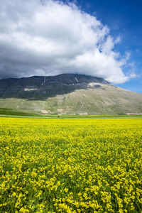 Scenic view of oilseed rape field against cloudy sky