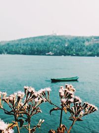 Close-up of flowering plants by sea against sky